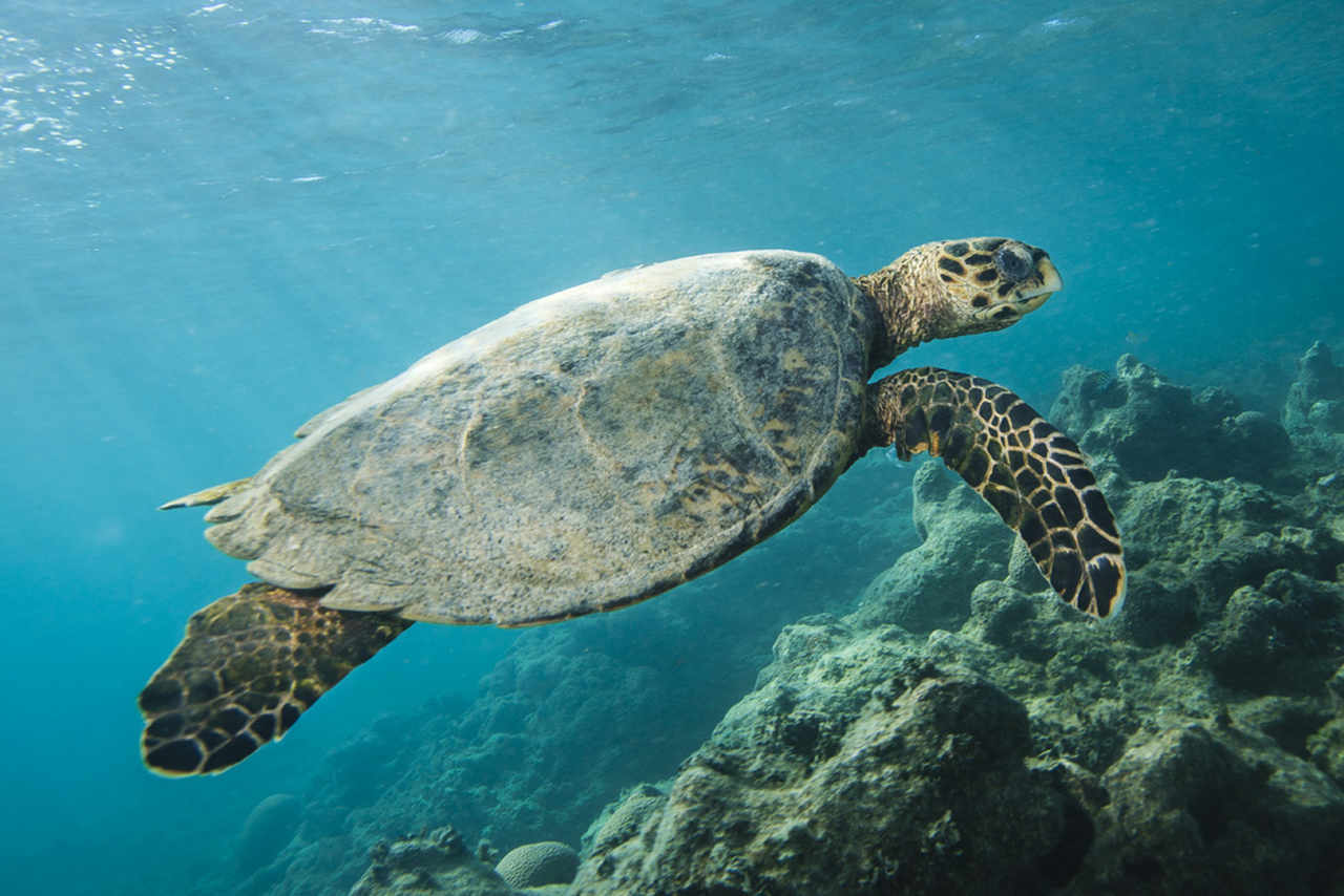 arquipélagos de abrolhos